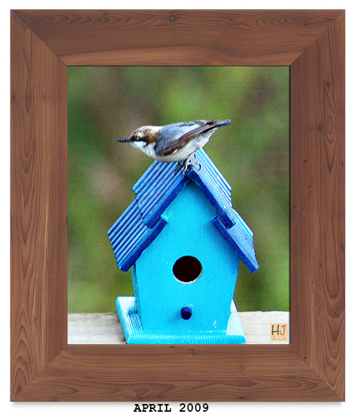 Brown-headed Nuthatch -- April 2009
