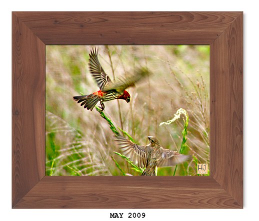 House Finches -- May 2009