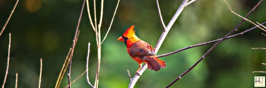Male Northern Cardinal --- Click on image to see enlargement ---