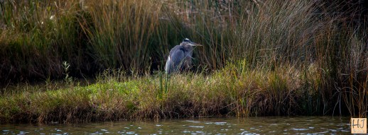 Great Blue Heron --- Click on image to see enlargement ---