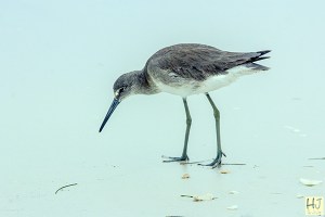 Willet