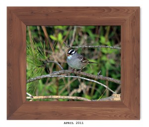 White -crowned Sparrow -- April 2011