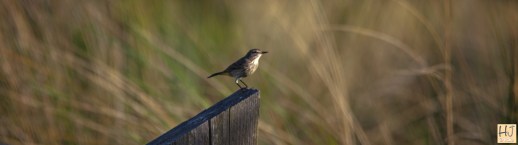 Pine Warble --- Click on image to see enlargement ---