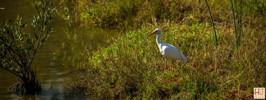 --- White Ibis --- Click on image to see enlargement ---