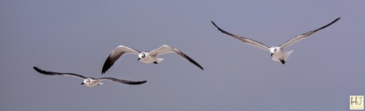 Franklin's Gulls --- Click on image to see enlargement ---