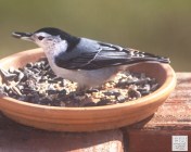 White-breasted Nuthatch