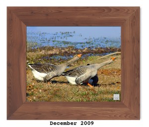 Greater White Front Goose -- Dec. 2009