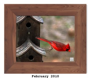 Northern Cardinal -- Feb. 2010 --