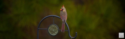 --- Northern Cardinal (F) --- Click on image to see enlargement ---