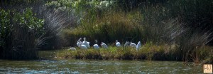 Group of Ibises --- Click on image to see enlargement ---