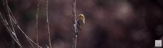 American Goldfinch --- Click on image to see enlargement ---