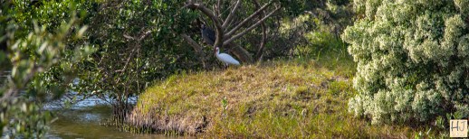 White Ibis --- Click on image to see enlargement ---
