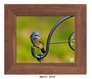 Blue Grosbeak -- Apr. 2010
