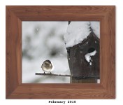 Field Sparrow -- Feb. 2010