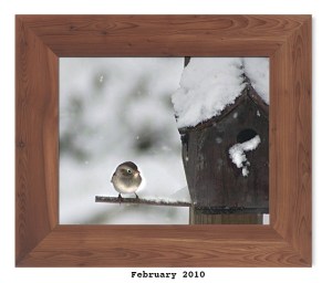 Field Sparrow -- Feb. 2010