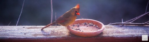 Female Northern Cardinal --- Click on image to see enlargement ---