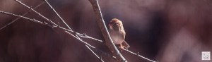 Field Sparrow --- Click on image to see enlargement ---