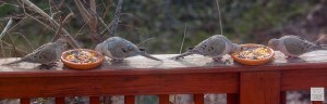Mourning Doves --- Click on image to see enlargement ---