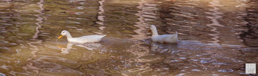 Pekin ducks --- Click on image to see larger version ---