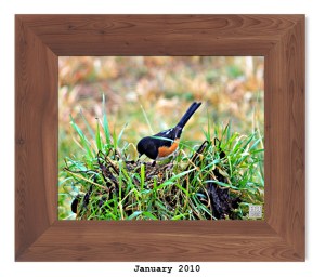 Eastern Towhee (M) -- Jan. 2010