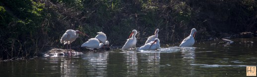 White Ibises --- Click on image to see enlargement ---