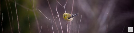 American Goldfinch --- Click on image to see enlargement ---