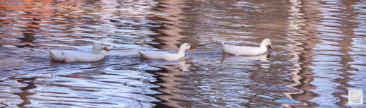 Pekin Ducks --- Click on image to see enlargement ---