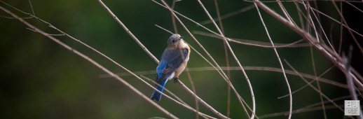 Eastern Bluebird (F) --- Click on image to see enlargement ---