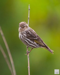 Pine Siskin