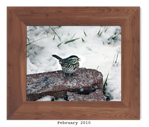 Song Sparrow -- Feb. 2010