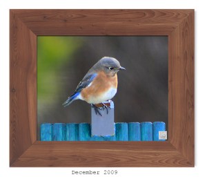 Eastern Bluebird -- Dec. 2009
