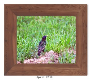 European Starling -- Apr. 2010 --