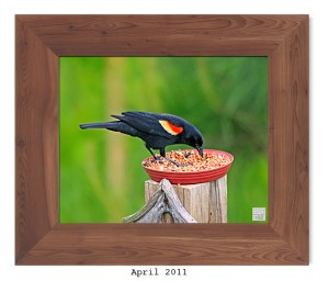 Red-winged Blackbird -- Apr. 2011 --