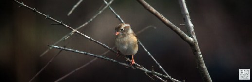 Field Sparrow --- Click on image to see enlargement ---