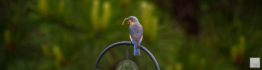 Eastern Bluebird (F) --- Click on image to see enlargement ---