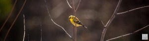 American Goldfinch --- Click on image to see enlargement ---