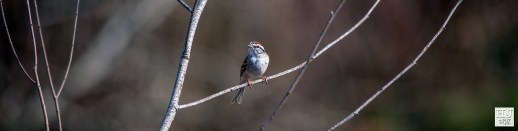 Chipping Sparrow --- Click on image to see enlargement ---