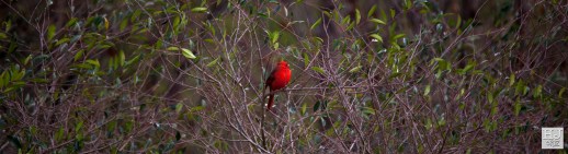 Northern Cardinal (M) --- Click on image to see enlargement ---