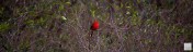 Northern Cardinal (M) --- Click on image to see enlargement ---