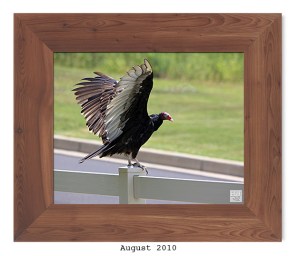 Turkey Vulture -- Aug. 2010