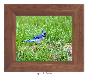 Blue Jay -- April 2010