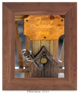 Field Sparrow -- Feb.2010