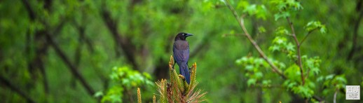 Common Grackle (M) ---Click on the image to see enlargement ---