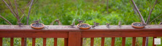 Pine Siskins --- Click on image to see enlargement ---