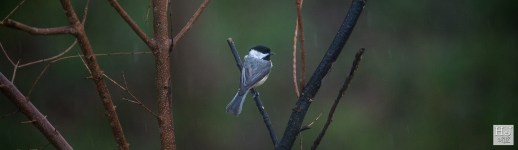 Carolina Chickadee --- Click on image to see enlargement ---