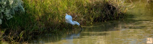 Snowy Egret --- Click on image to see enlargement ---