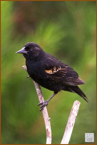 RWB: Pst, pst! HJ: What?