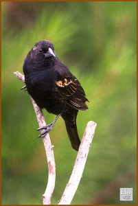 RWB: - Buss…buzz…buzz…buzz! HJ: - I can't hear you!