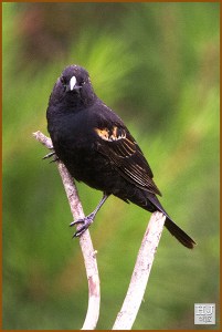 RWB: - Do you want me to say it louder? HJ: - YES!