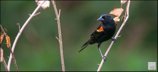 Red-winged Blackbird (M)
